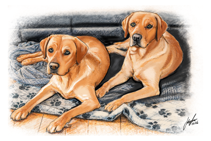 Pet Portrait